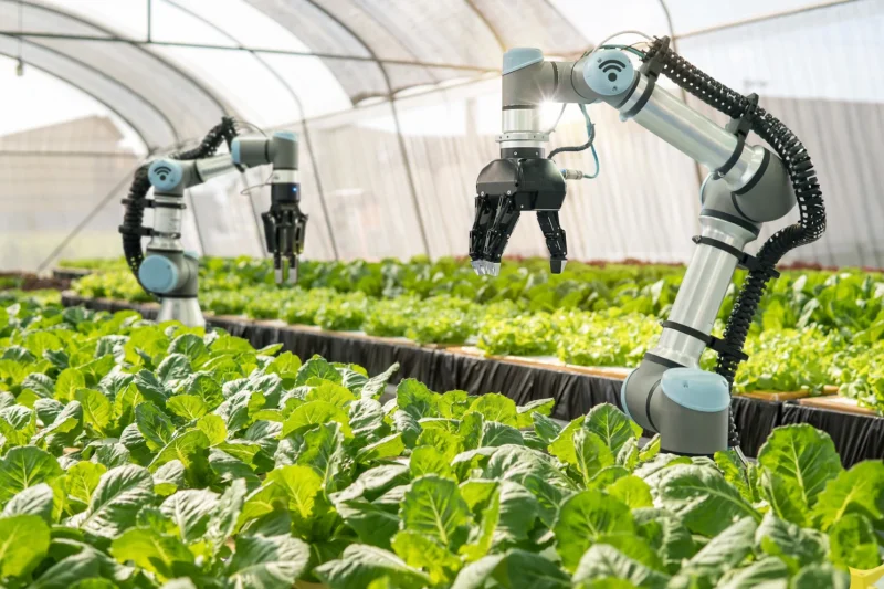 Robotic arms tending to leafy greens in a modern greenhouse.